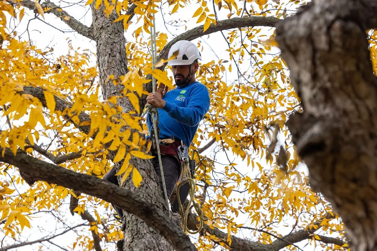 Skilled Tree Pruning crew working in Cold Bay